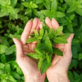 The Power of Peppermint: Natural Remedy for Headaches